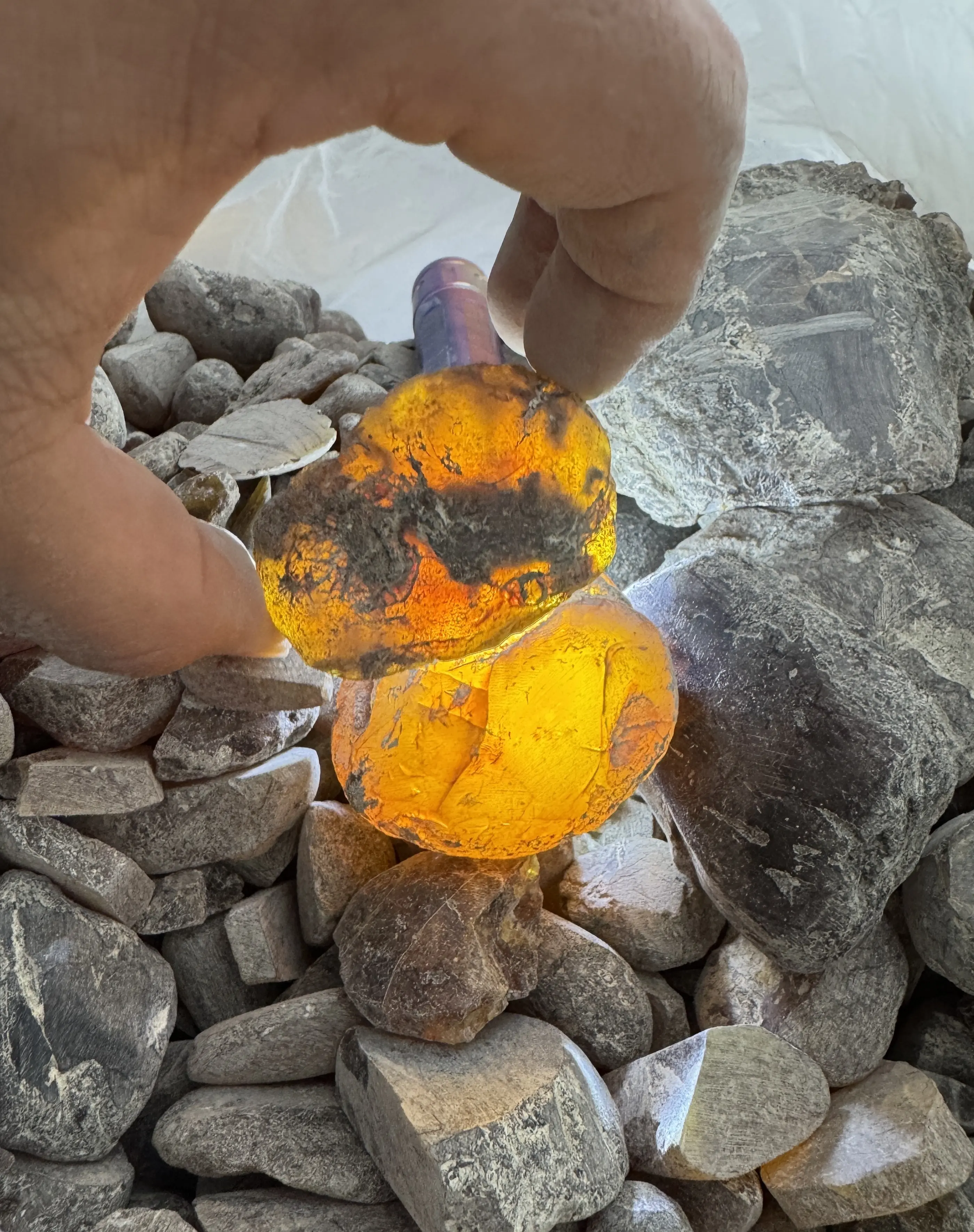 Burmese amber specimen 5