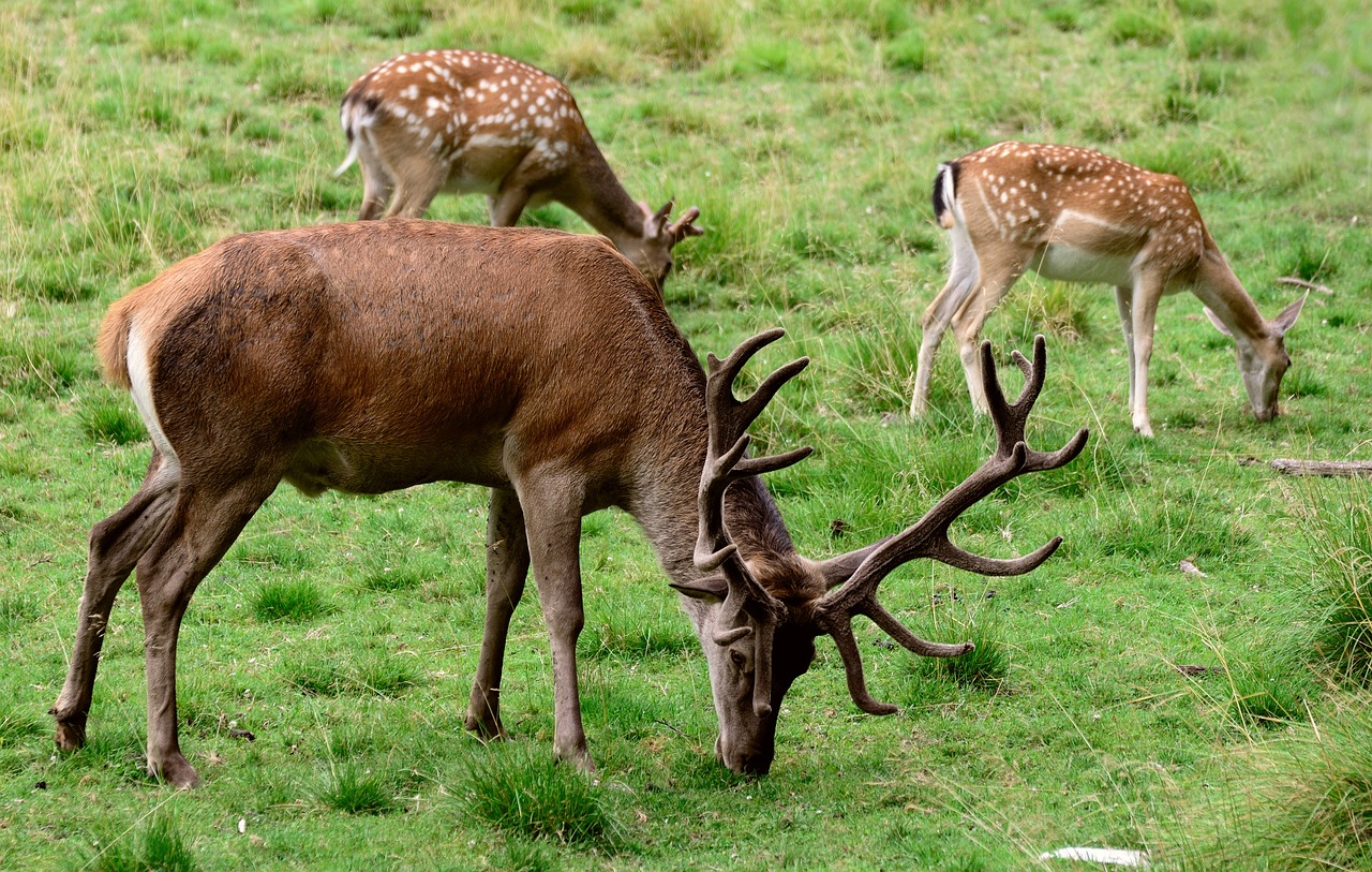 Visit the Deer Park