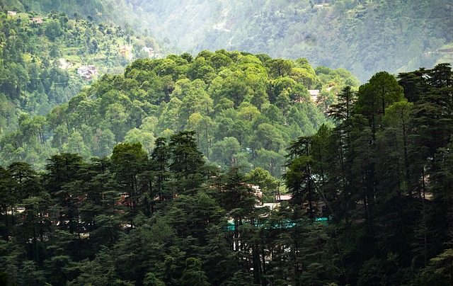 Shimla