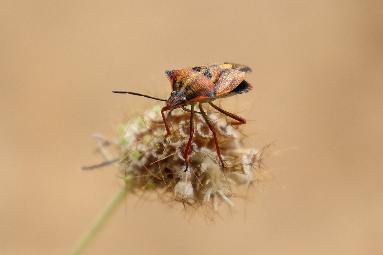 Exploring Local Flora and Fauna