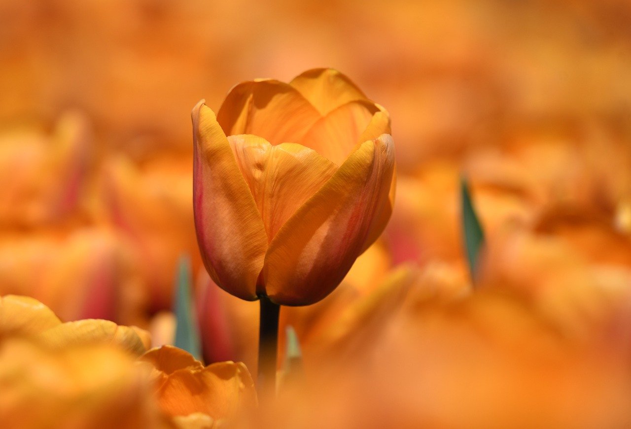 Attend the Tulip Festival