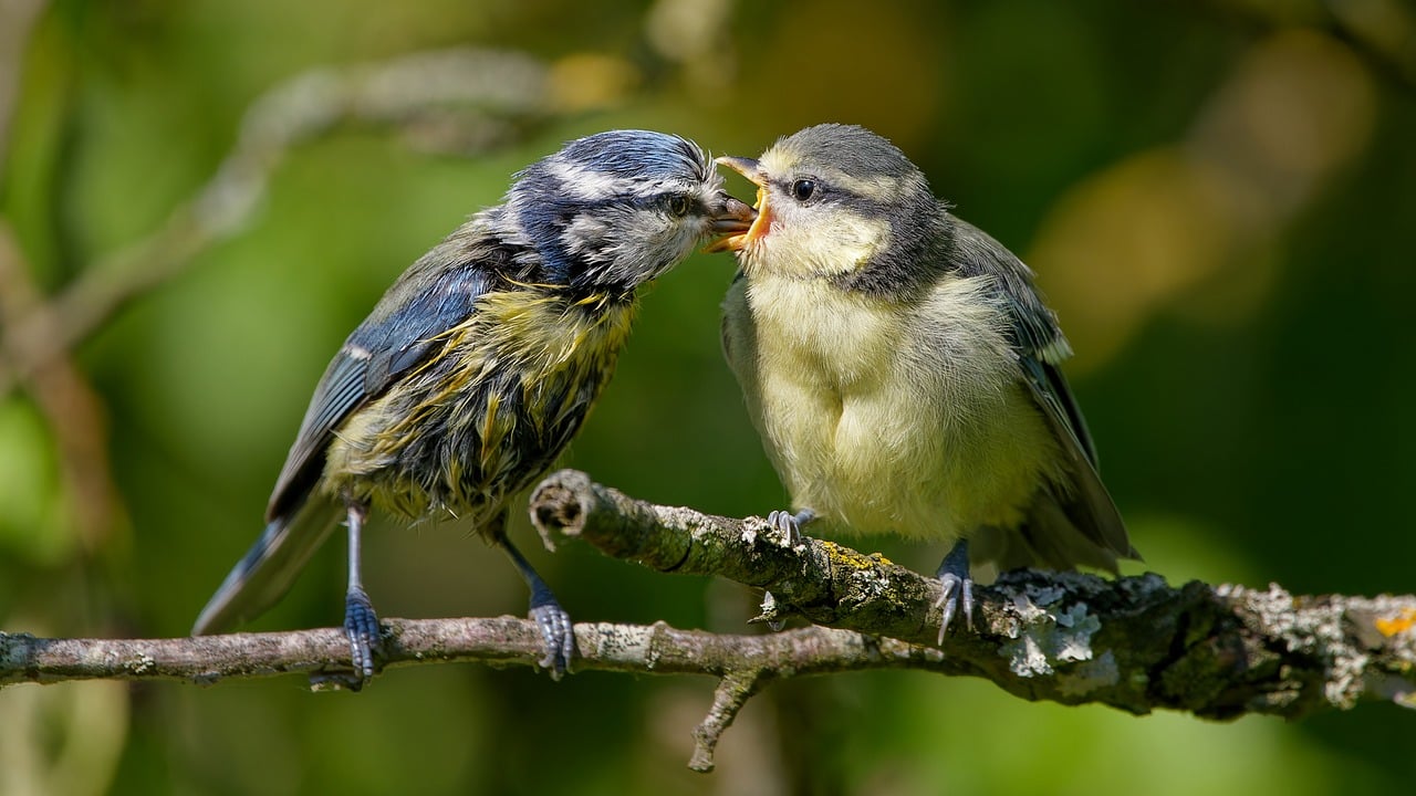 Animal Feeding Session