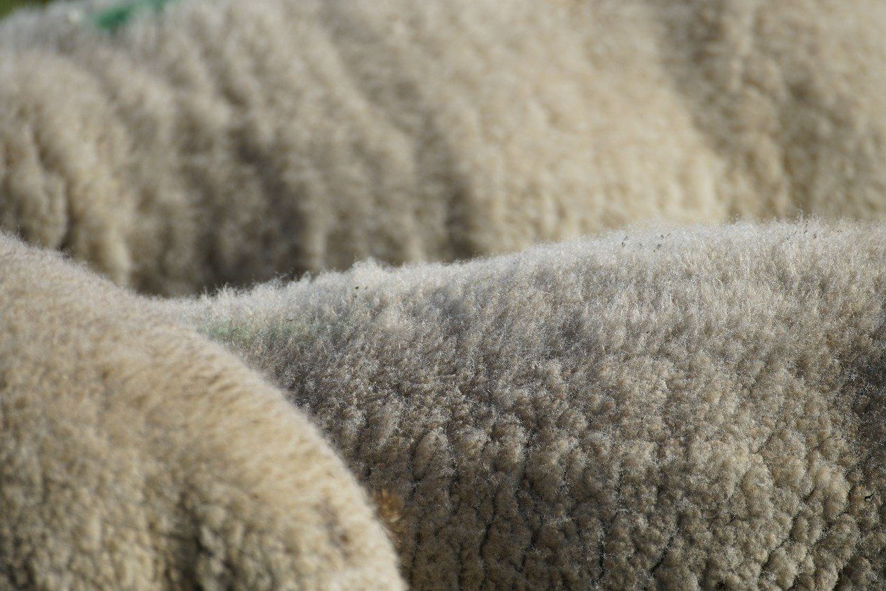 Wool Processing Experience