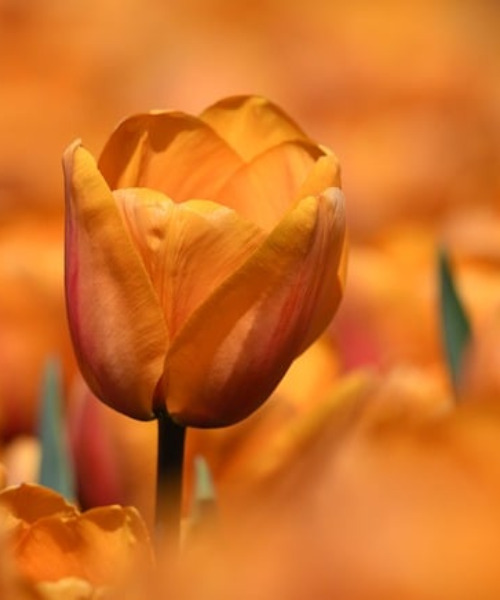 Attend the Tulip Festival