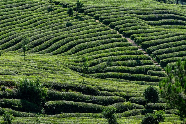 Munnar Tea Gardens