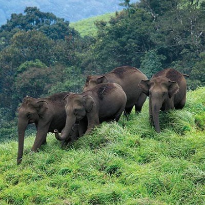 Periyar National Park