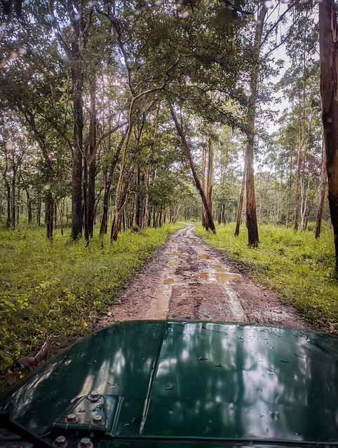 Wayanad Wildlife Sanctuary