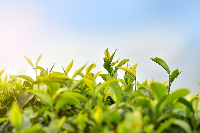 Visit Munnar Tea Plantations