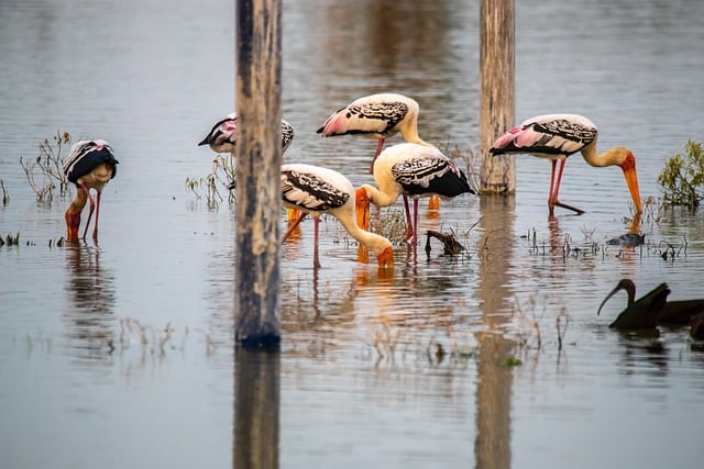 Periyar Wildlife Sanctuary