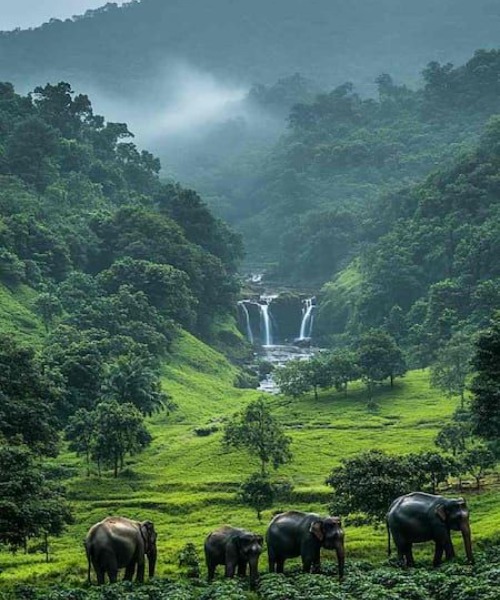 Explore Wayanad