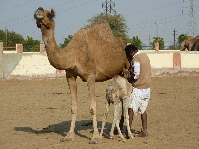 Bikaner Camel Breeding Farm