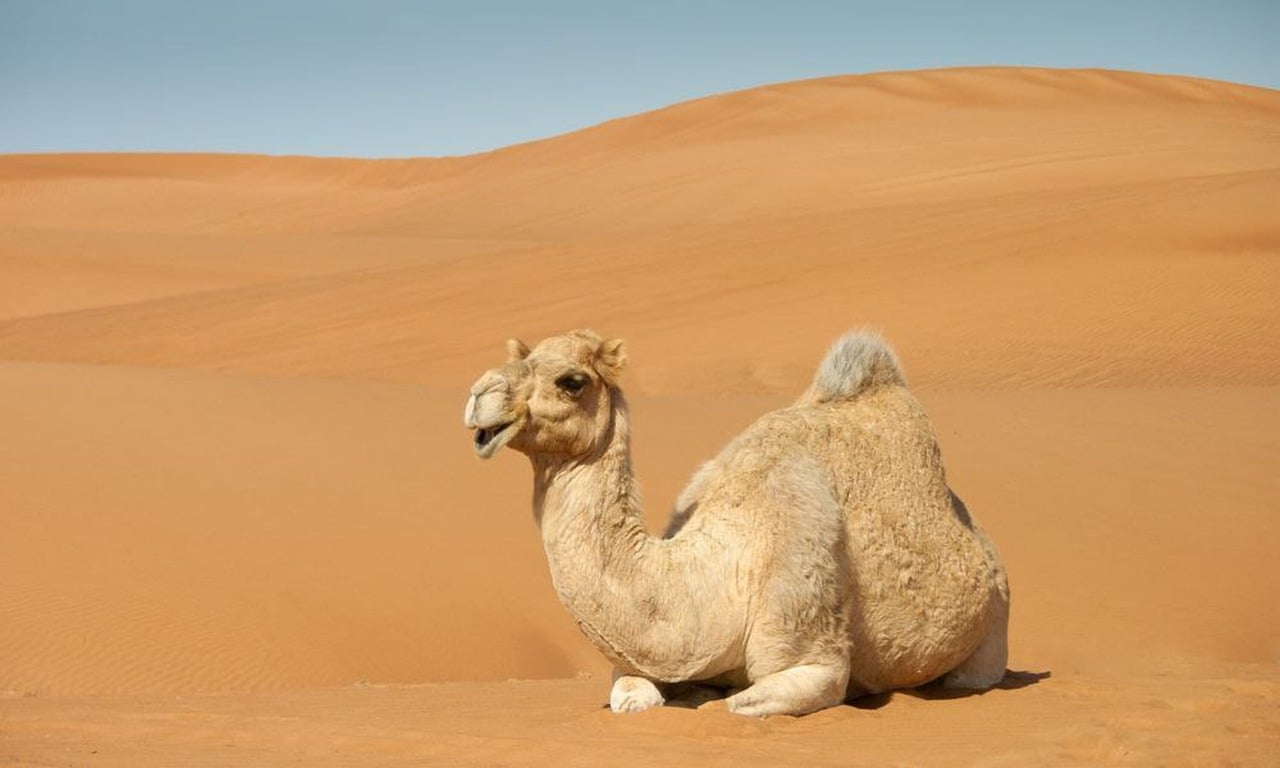 Camel Feeding Experience