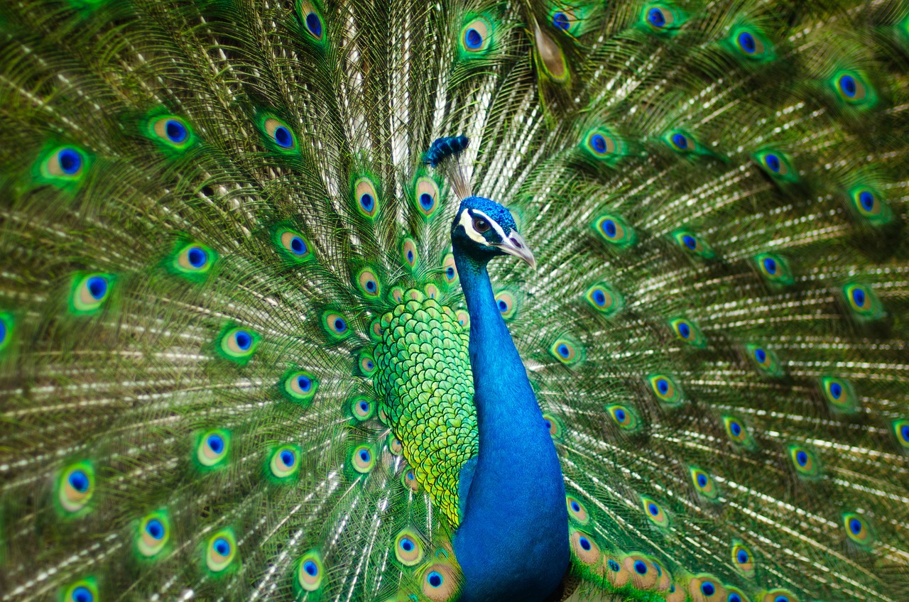 Photograph the Peacock Gate