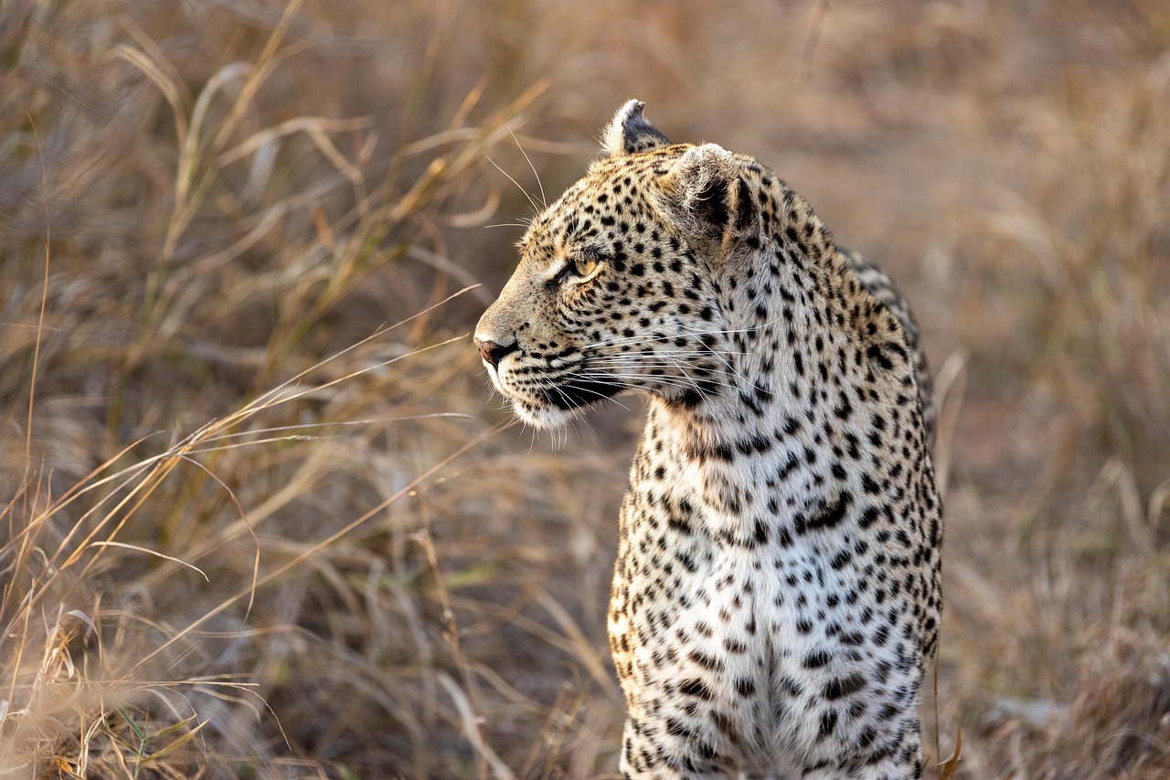 Jawai Leopard Safari