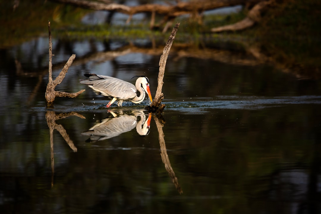 Keoladeo National Park