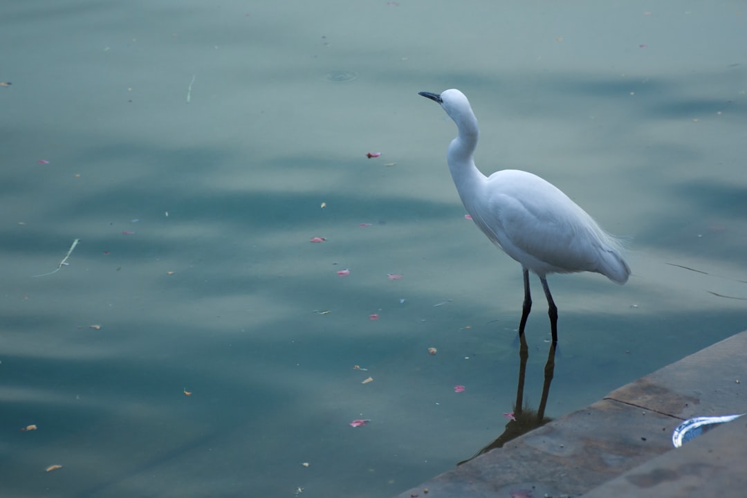 Pushkar Lake