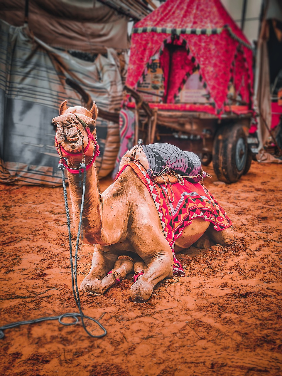 Participate in the Pushkar Camel Fair