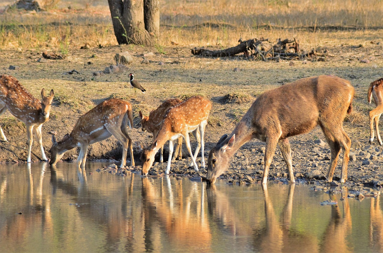 Visit Ranthambore Fort