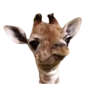 :baby-giraffe: