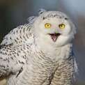 Snowy Owl