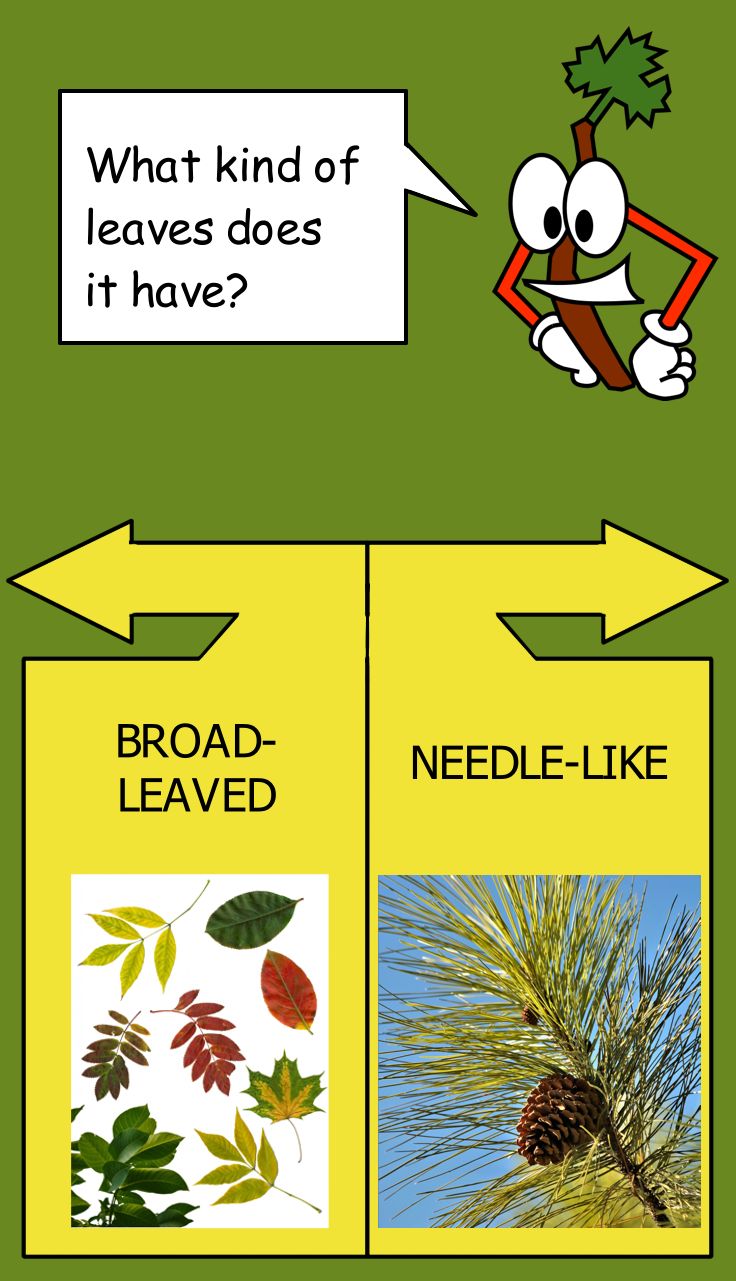 Mockup of dichotomous key screen