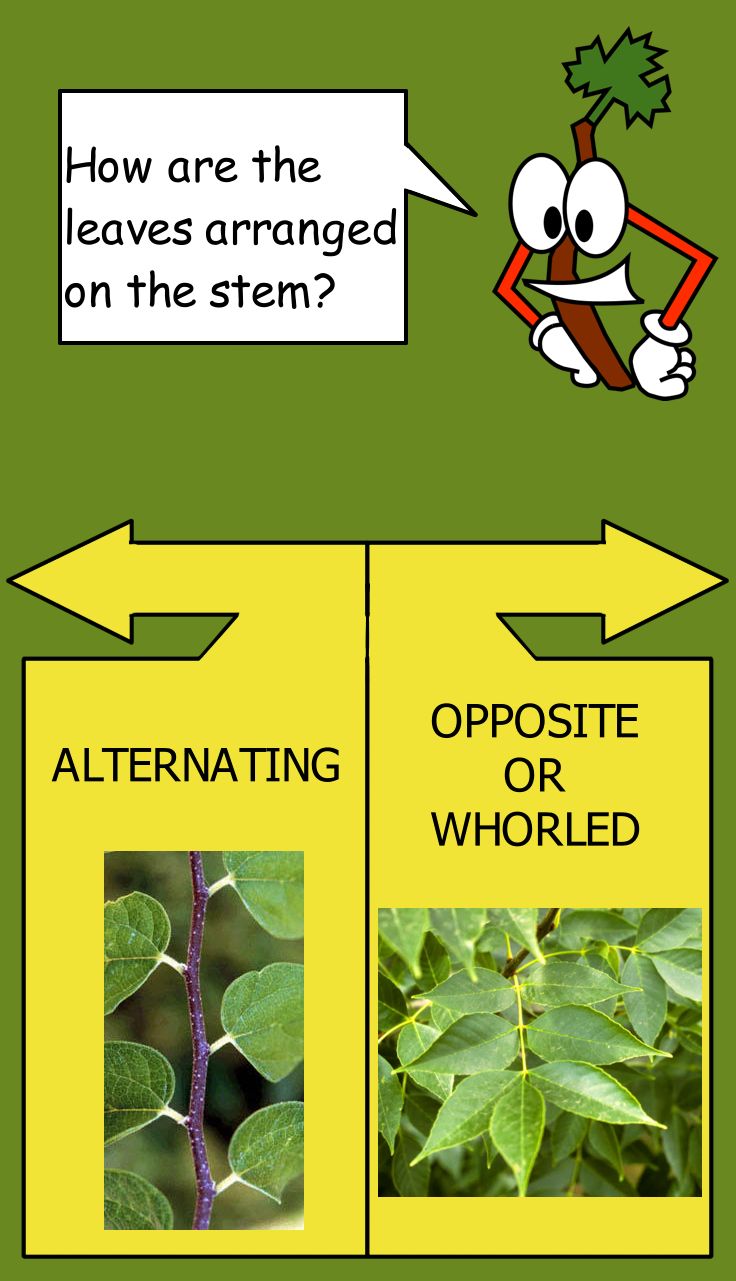 Mockup of dichotomous key screen