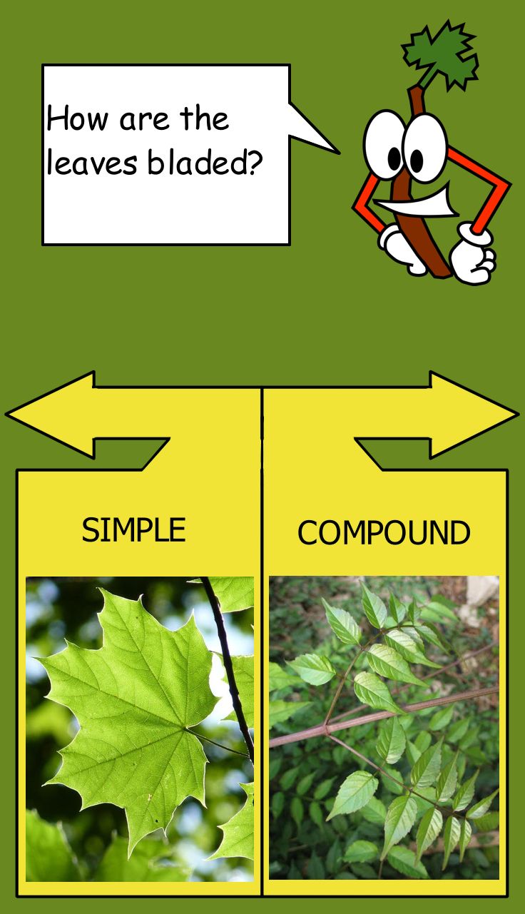 Mockup of dichotomous key screen