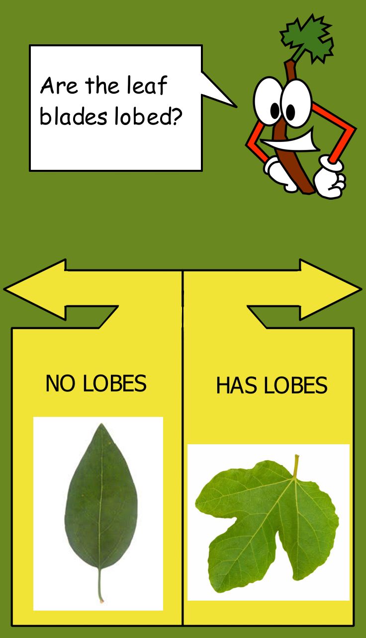 Mockup of dichotomous key screen