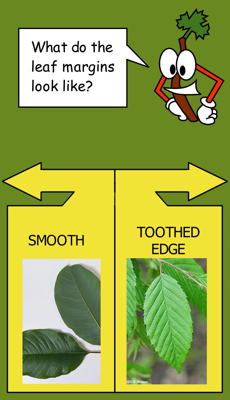 Mockup of dichotomous key screen