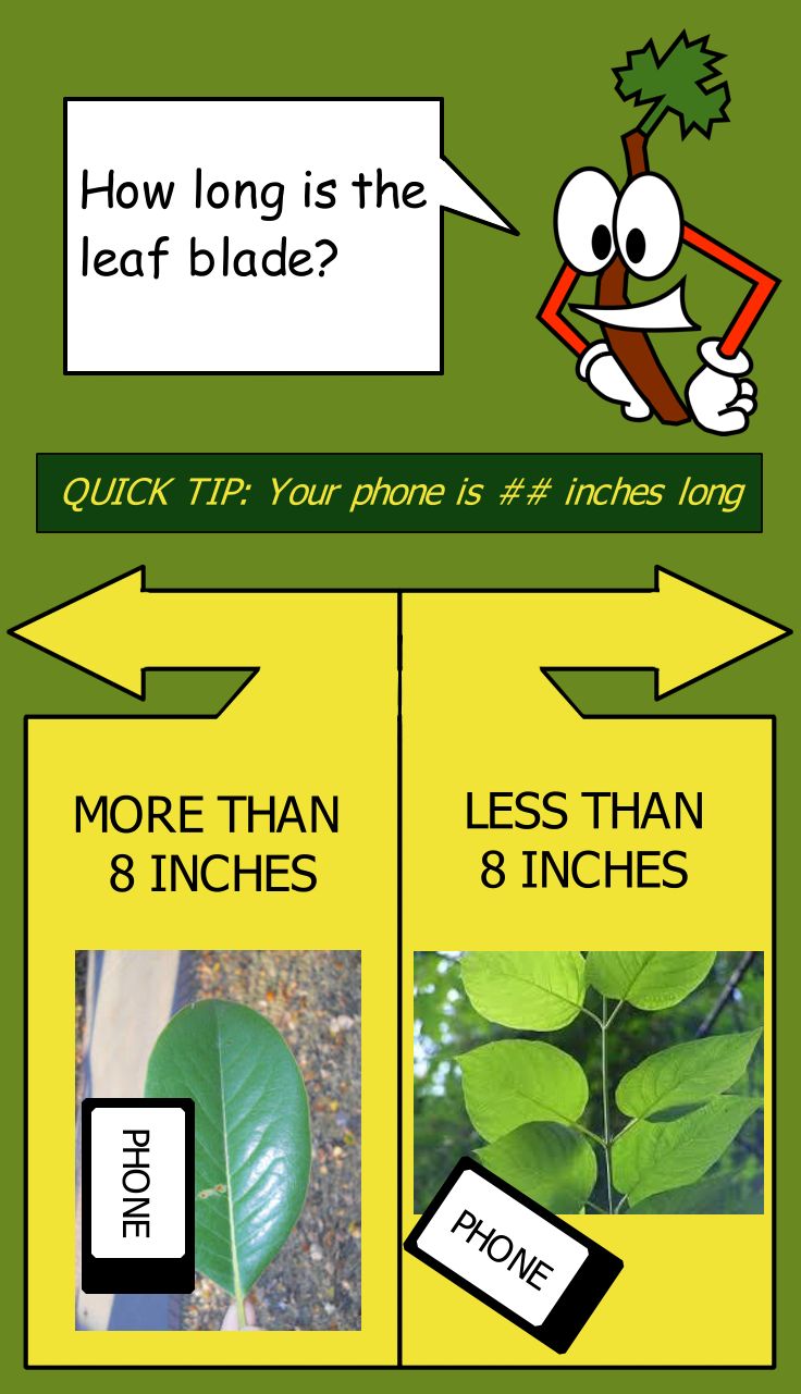 Mockup of dichotomous key screen