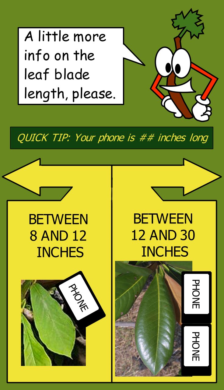 Mockup of dichotomous key screen