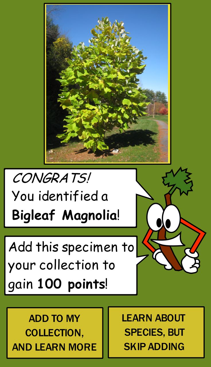 Mockup of successful tree identification