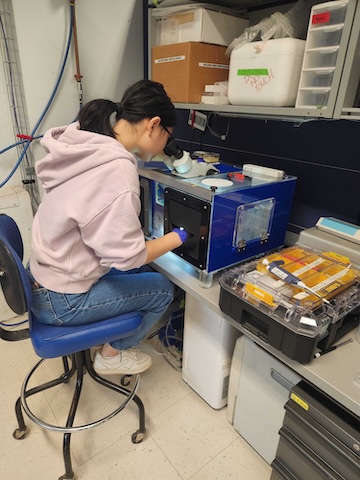 Katie looping a crystal in the humid box