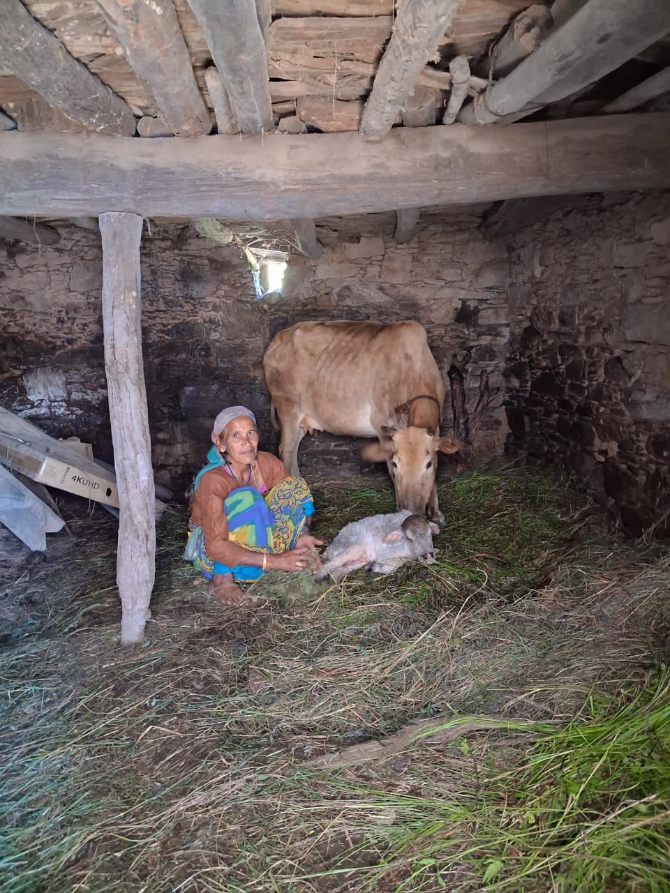 Cow and Calf