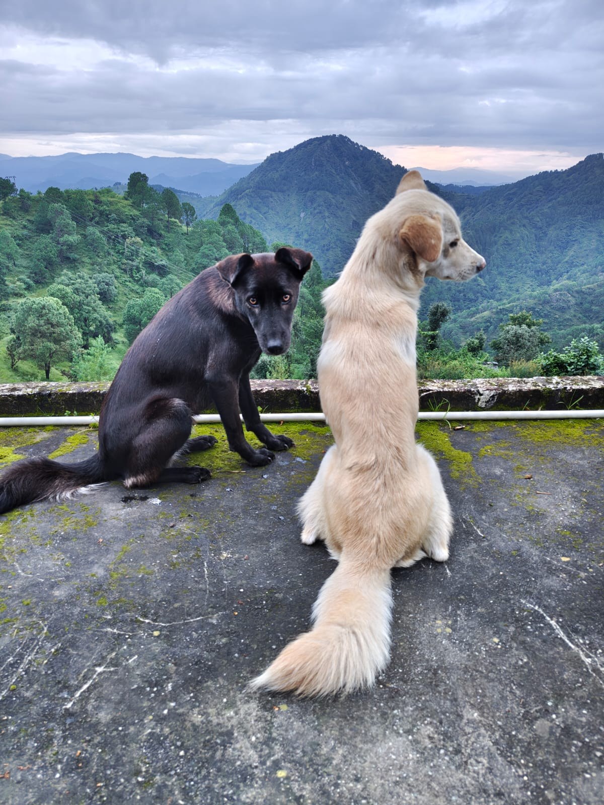 Two friendly dogs in the mountains