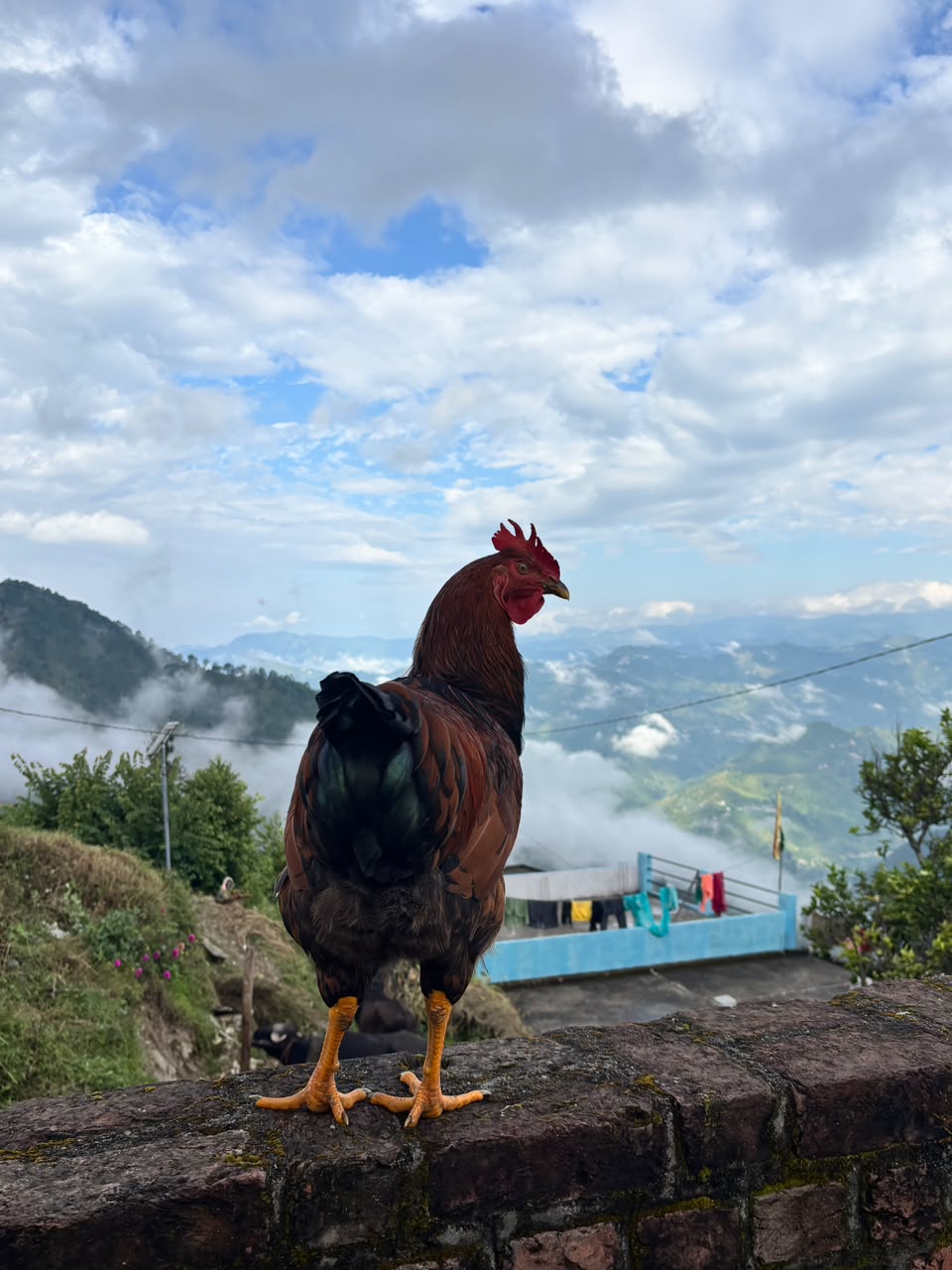 Village Chicken