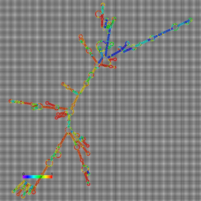 WT Structure