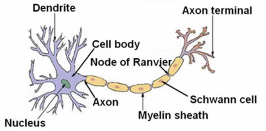 Biological Neuron Diagram