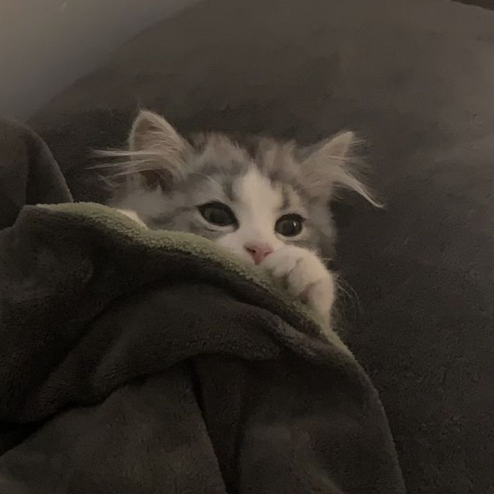 Dkhanh's Slack avatar