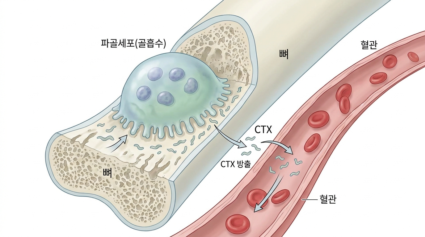 β-CrossLaps (CTX, 골흡수표지자)