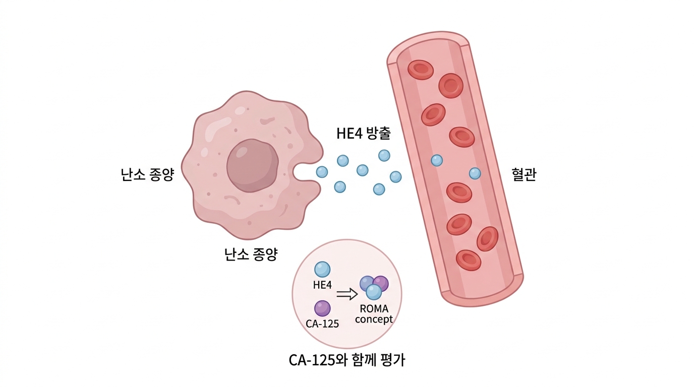 HE4 (부고환단백4)