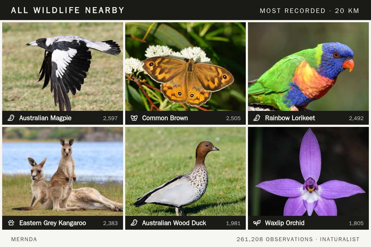 Preview of Wildlife Nearby
