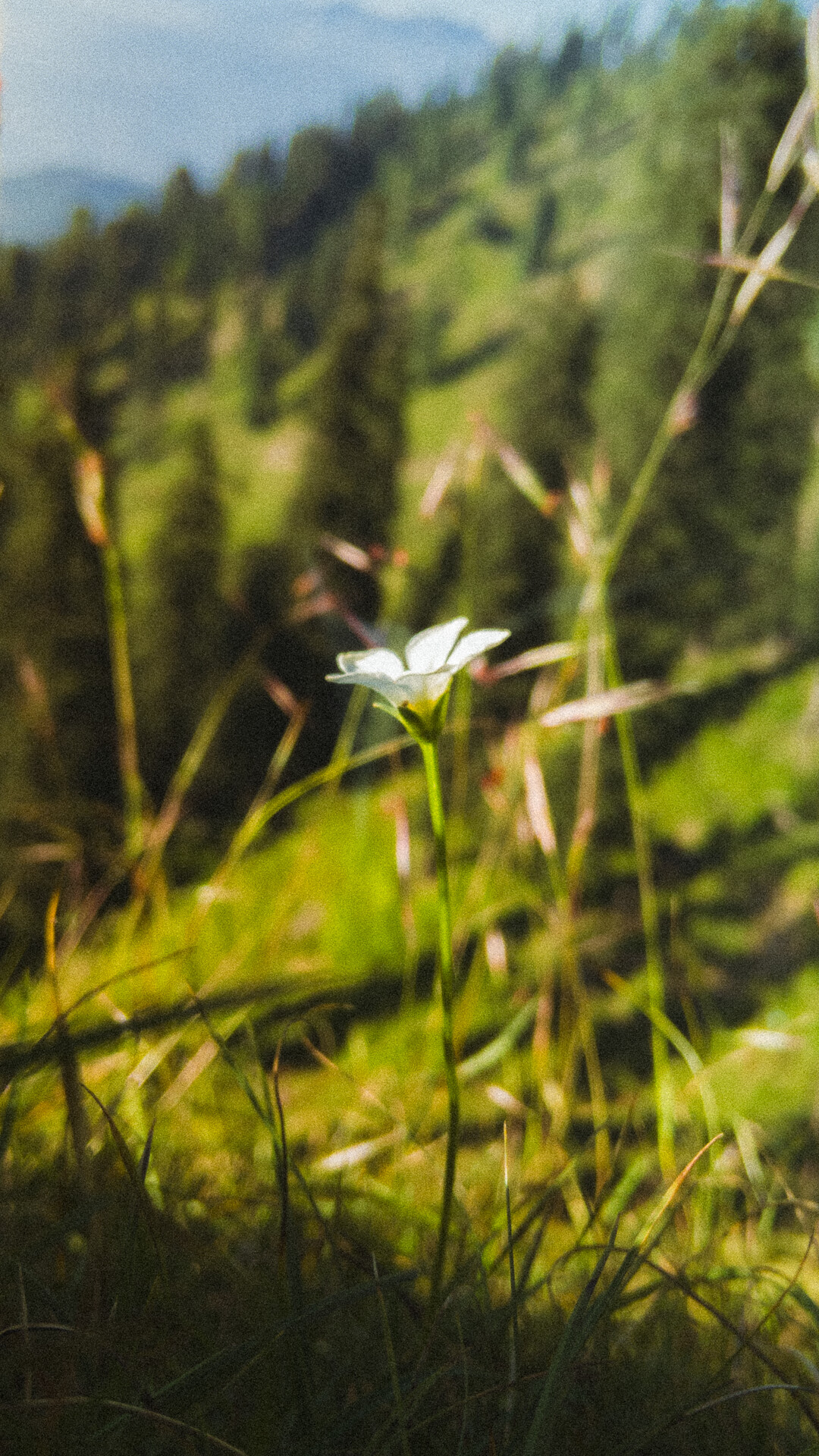 Landscape shi