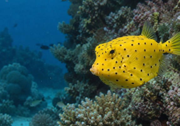 Boxfish-Inspired Vehicle Design