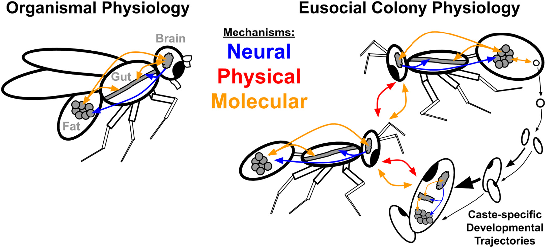 Figure from 2020_DistributedPhysiology, page 2