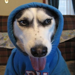 Dogwifhoodie