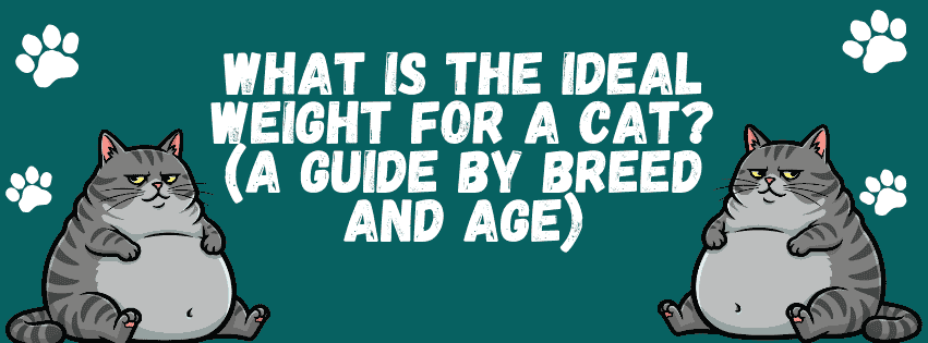 What is the best weight for a cat? (A Guide for Each Breed and Age)