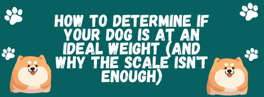 How to Tell if Your Dog is at the Right Weight (and Why the Scale Isn't Enough)