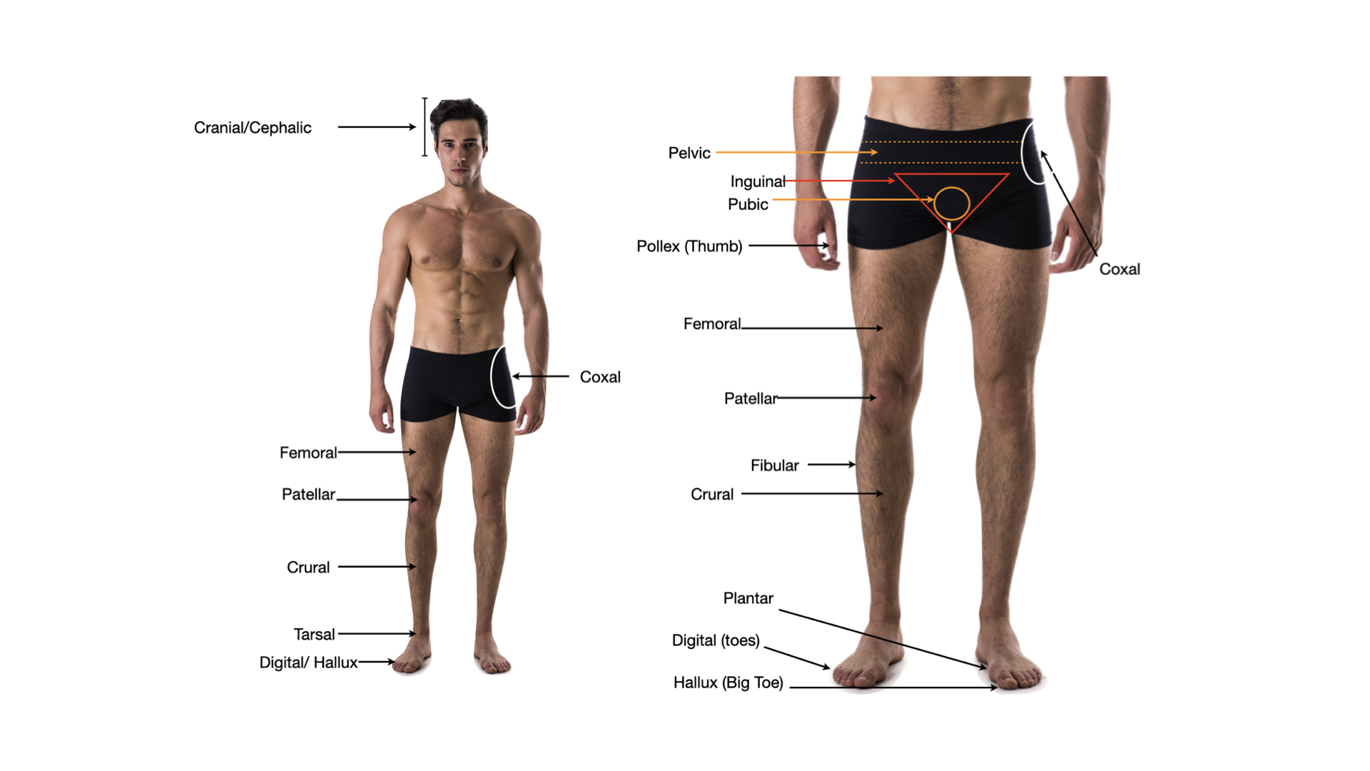 Anterior view of the body labeled with lower-body regions: pelvic, inguinal, pubic, coxal, pollex, femoral, patellar, fibular, crural, tarsal, plantar, digital toes, and hallux.