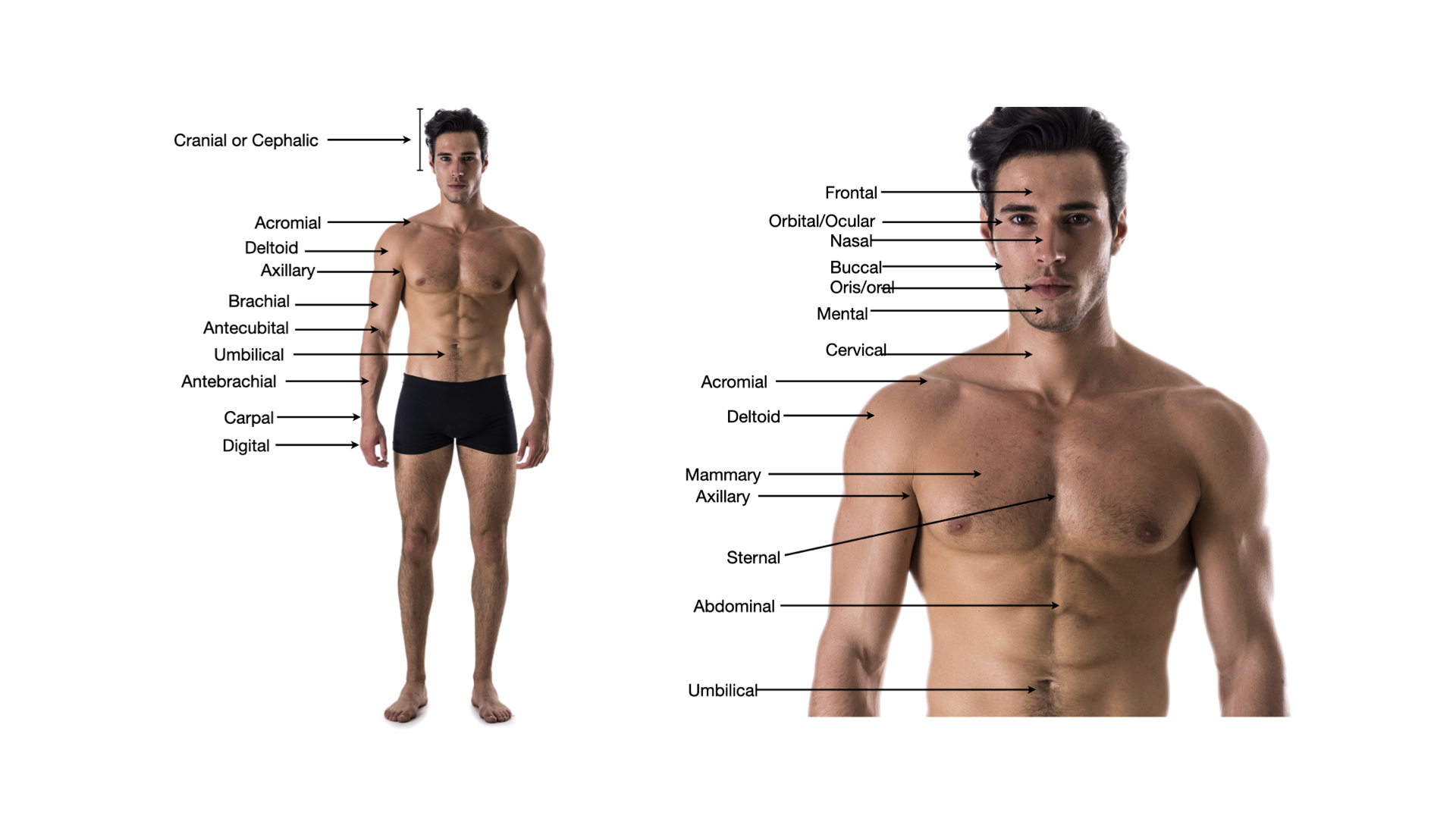 Anterior view of the body and face labeled with upper-body regions: cranial, frontal, orbital, nasal, buccal, oral, mental, cervical, acromial, deltoid, axillary, brachial, antecubital, antebrachial, carpal, digital, mammary, sternal, abdominal, and umbilical.